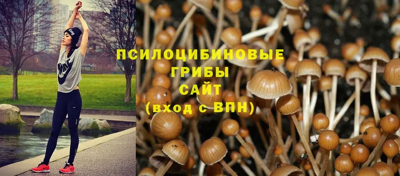 Псилоцибиновые грибы Psilocybe  закладка  Куртамыш 